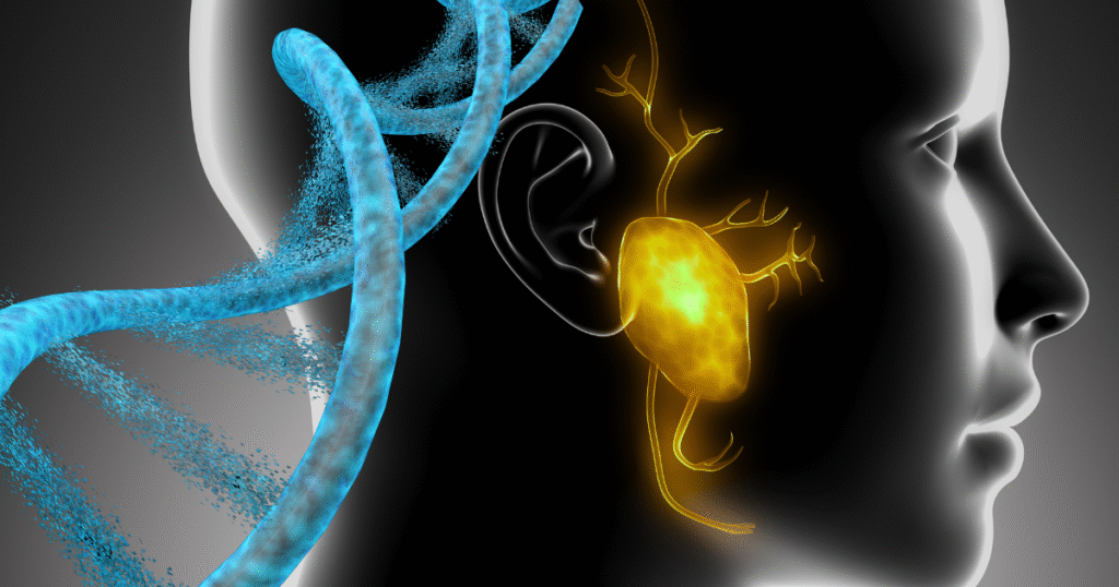 3D medical illustration of the pituitary gland showing how Sermorelin stimulates natural growth hormone production